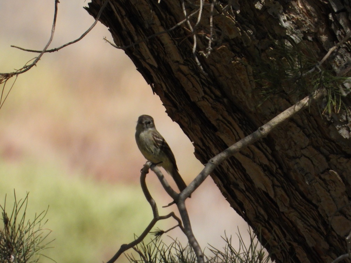 Empidonax sp. - Bill Holland