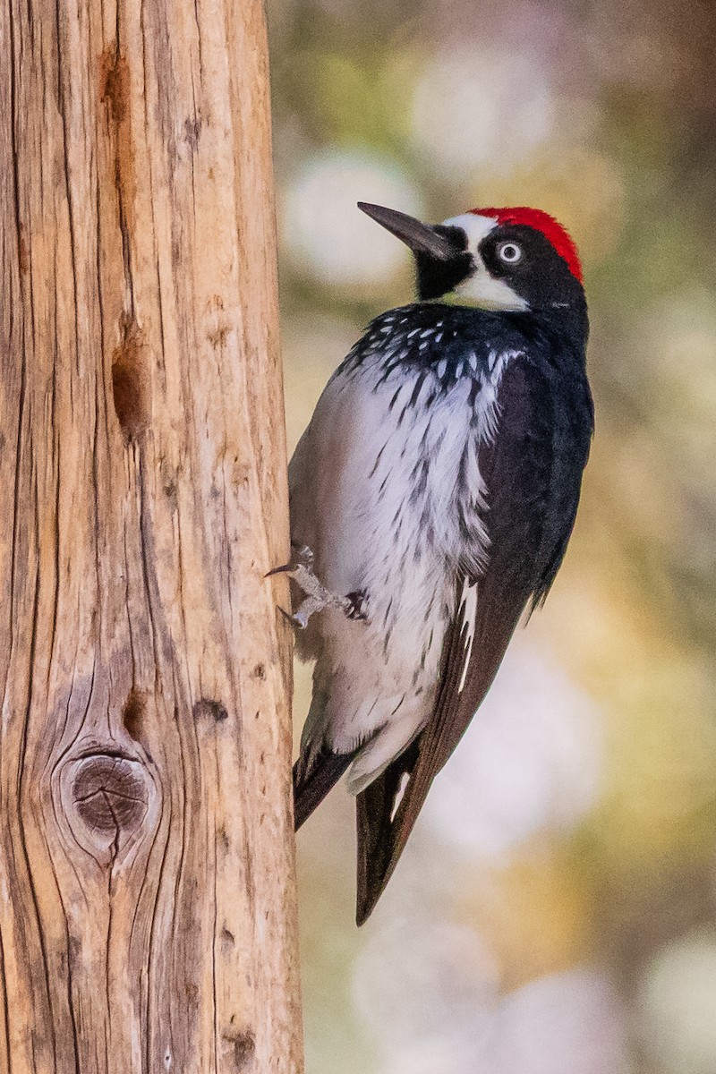 Acorn Woodpecker - Timothy Graves