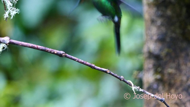 Green-crowned Brilliant - ML618487053