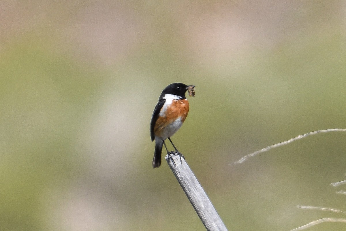 European Stonechat - ML618487060