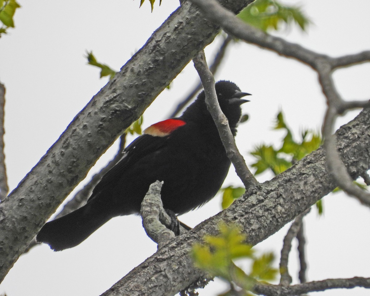 Red-winged Blackbird - Aubrey Merrill