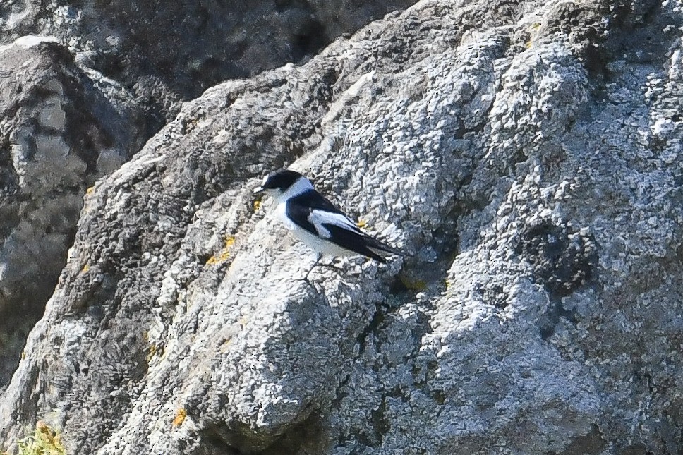 Collared Flycatcher - ML618487092