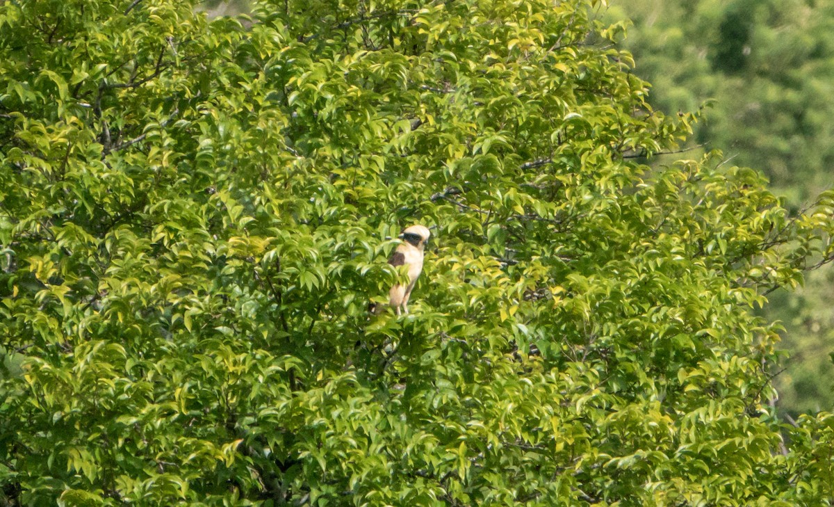 Laughing Falcon - ML618487100