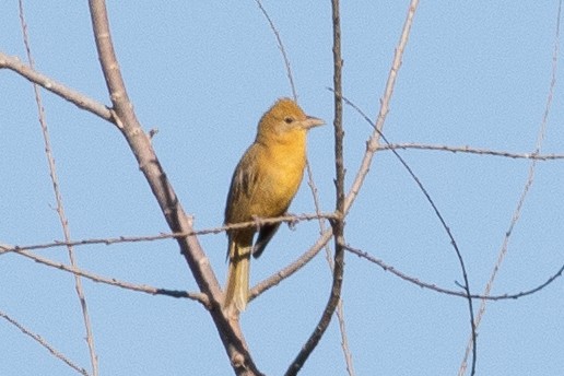 Summer Tanager - Timothy Graves