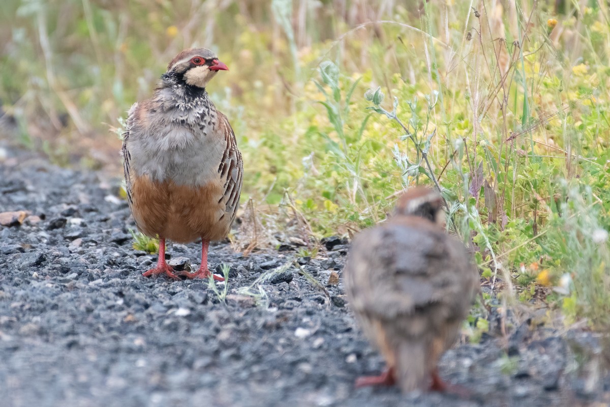 Red-legged Partridge - Ana Amaral