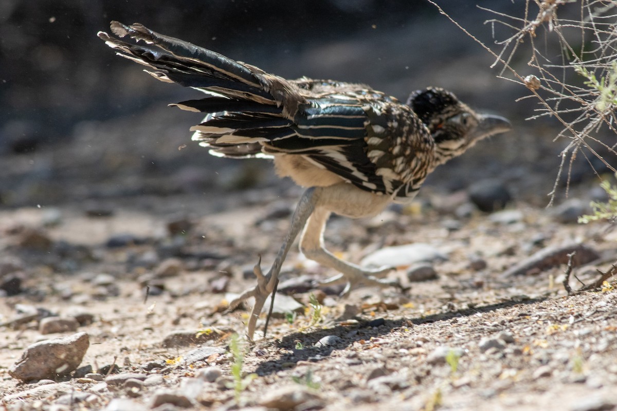 Greater Roadrunner - Timothy Graves