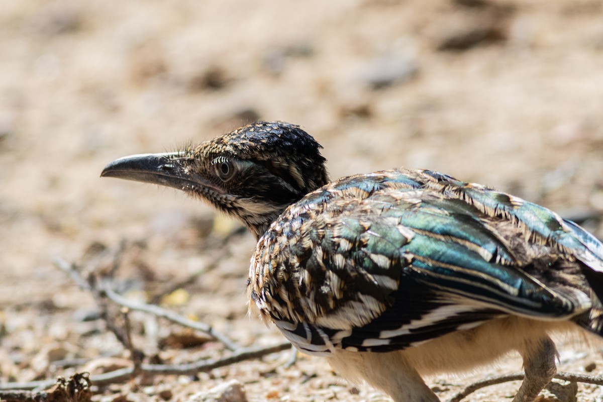 Greater Roadrunner - Timothy Graves