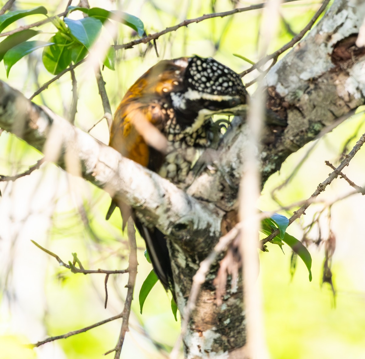 Greater Flameback - ML618487168