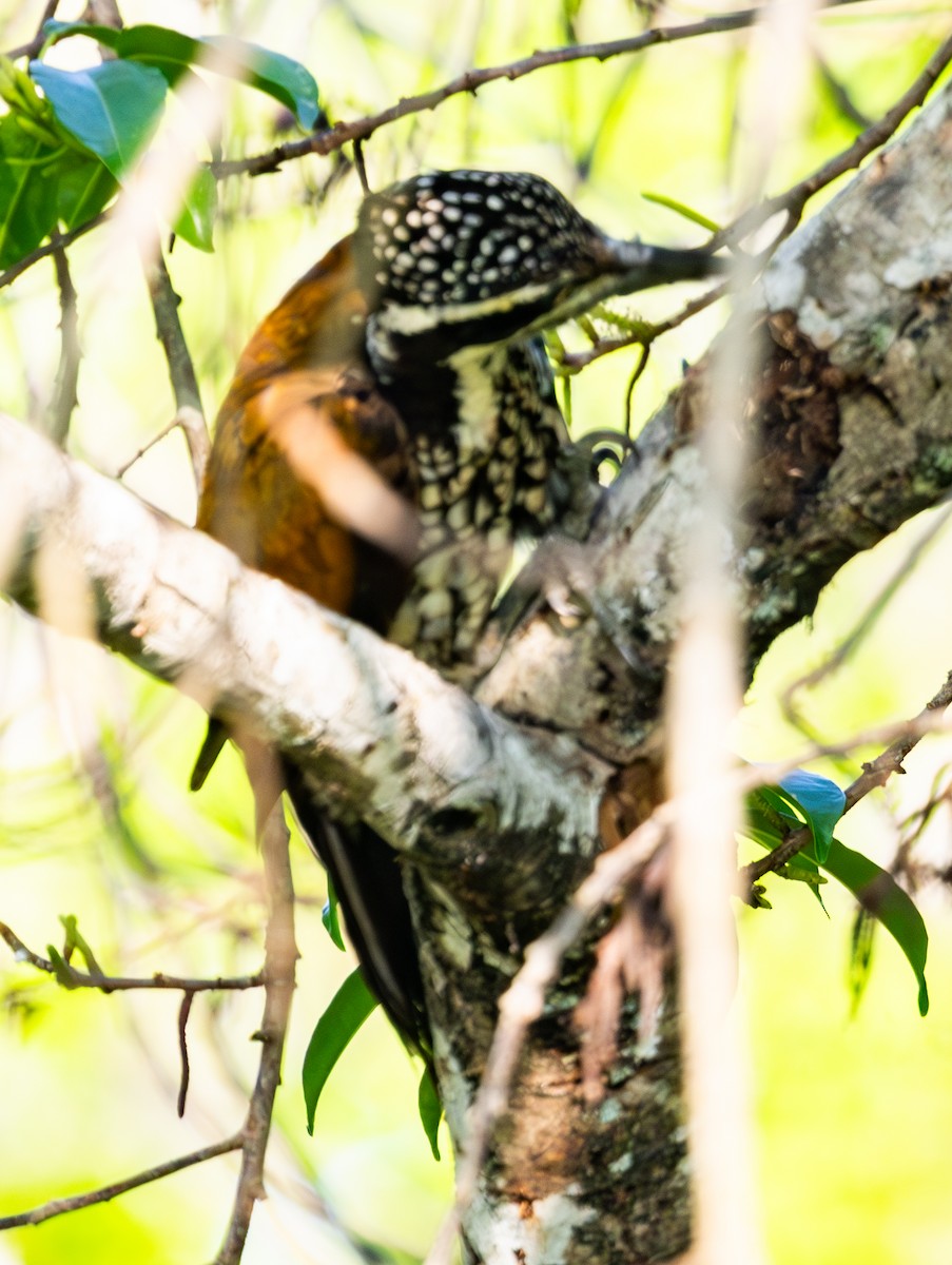 Greater Flameback - ML618487178