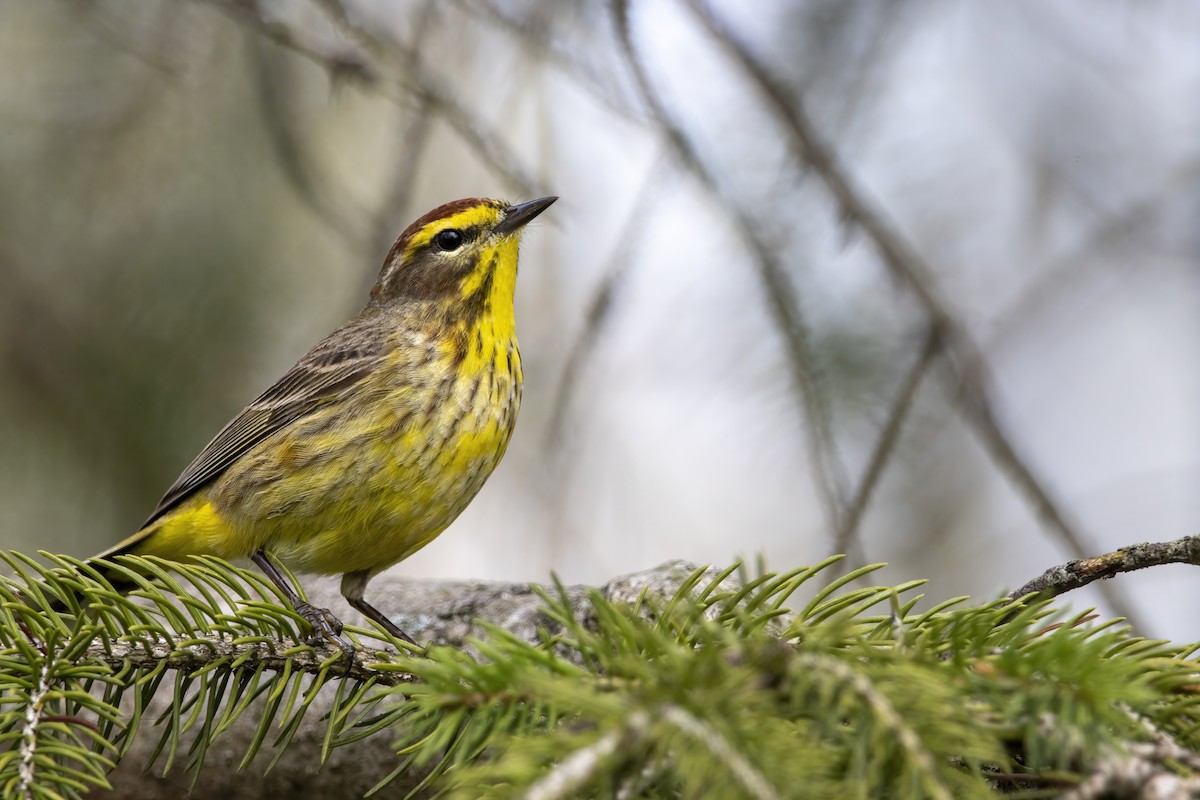 Palm Warbler (Yellow) - Cody Bassindale