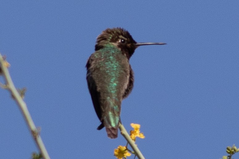 Anna's Hummingbird - Timothy Graves