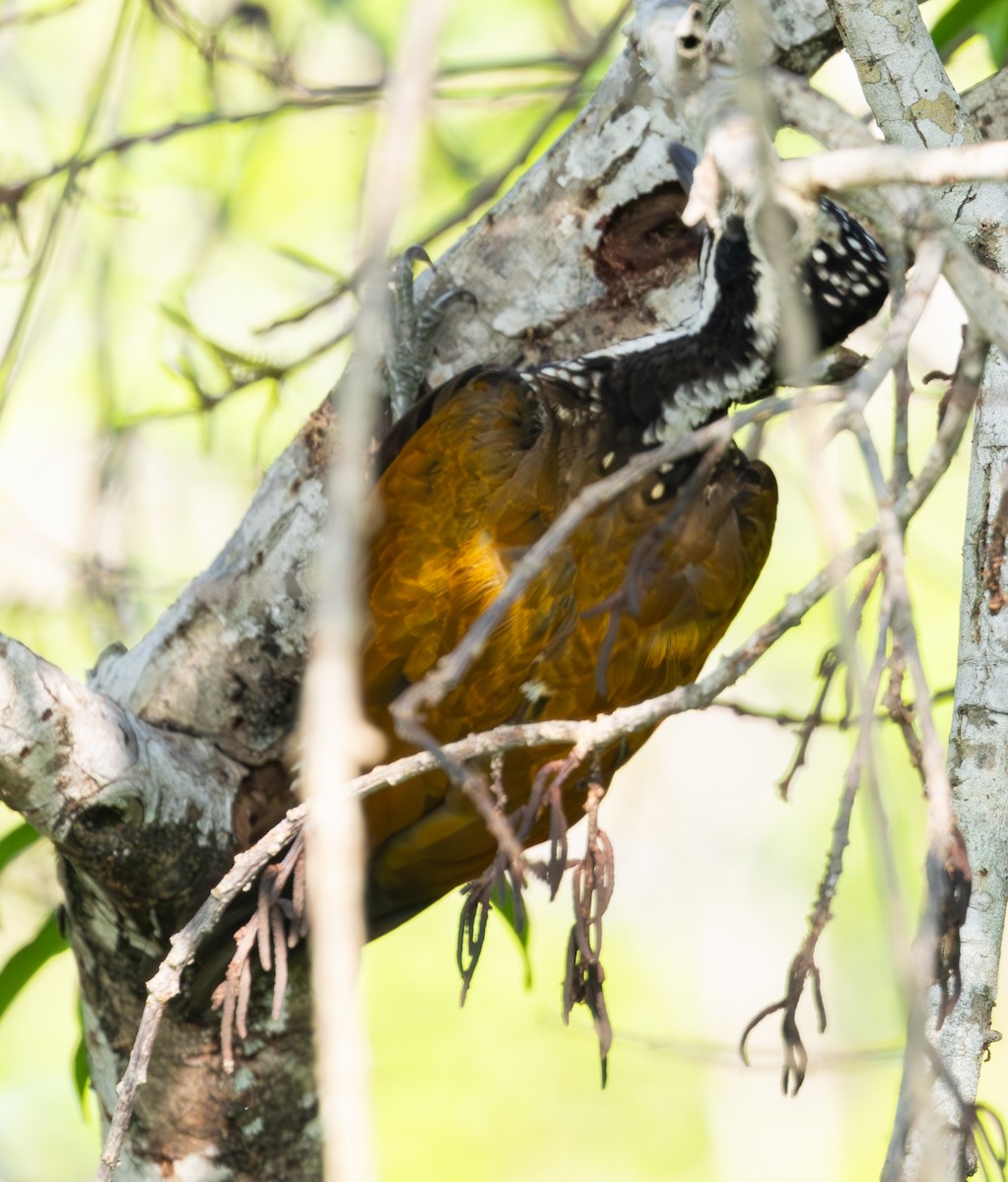 Greater Flameback - ML618487193