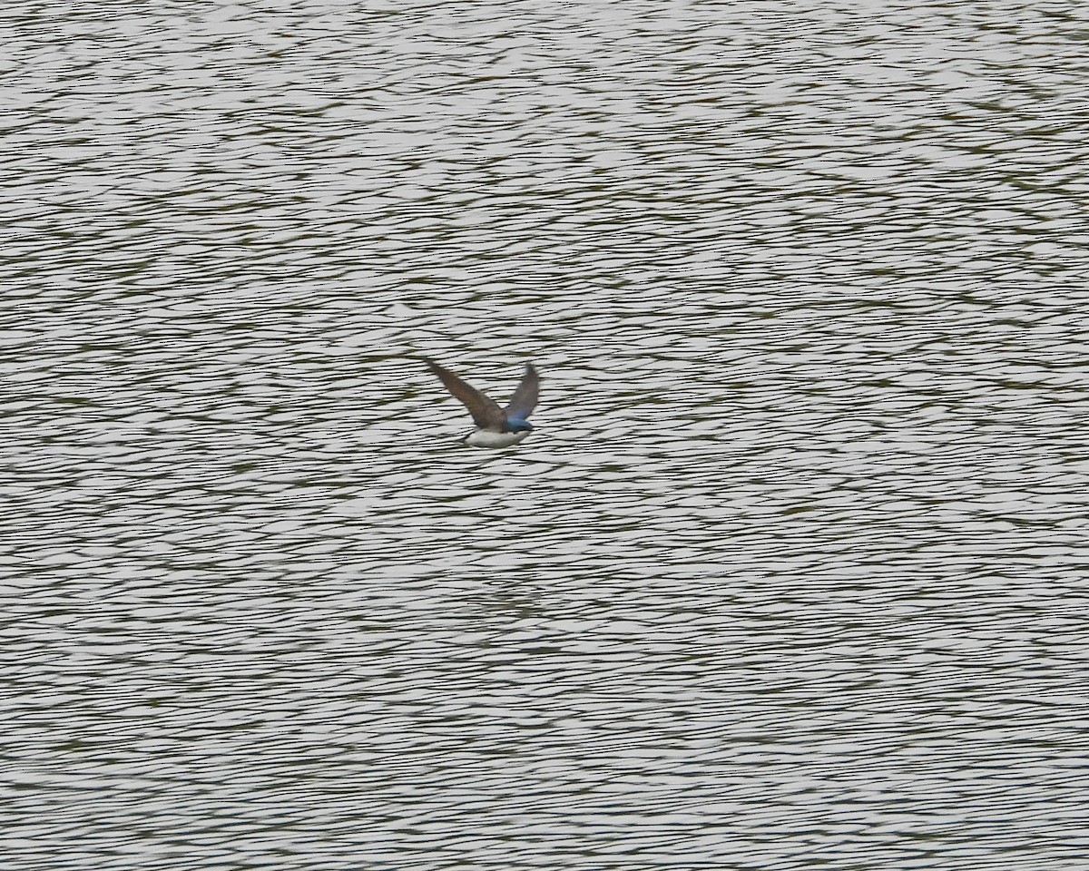 Golondrina Bicolor - ML618487202