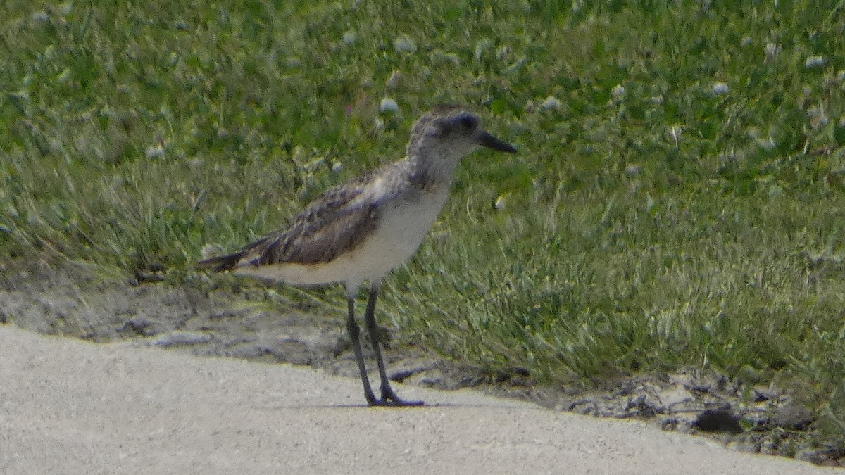 Black-bellied Plover - ML618487228