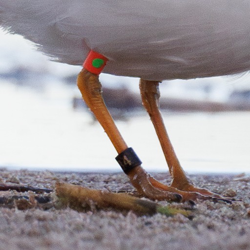 Piping Plover - Nat Carmichael