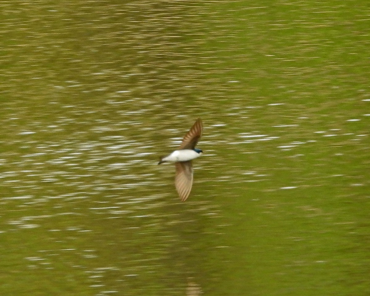 Golondrina Bicolor - ML618487282