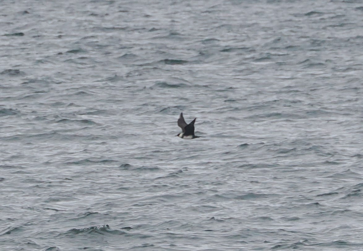 Pomarine Jaeger - Simon  Allen