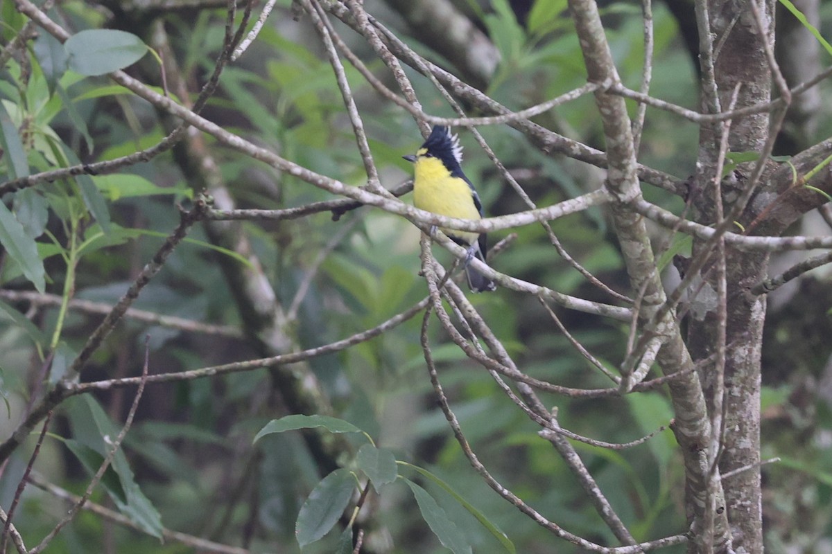 Taiwan Yellow Tit - ML618487307