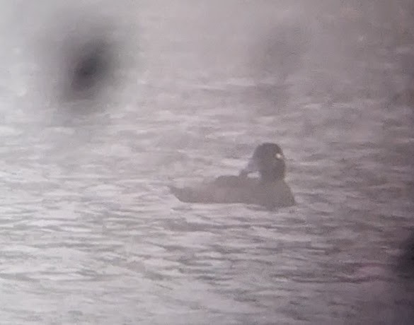 Surf Scoter - Marilyn Ogof