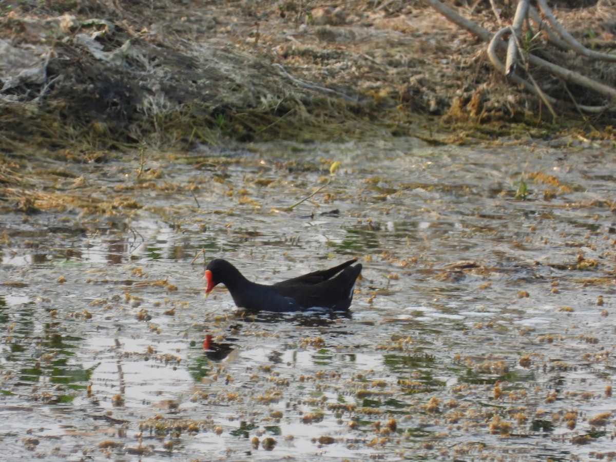 Eurasian Moorhen - ML618487340