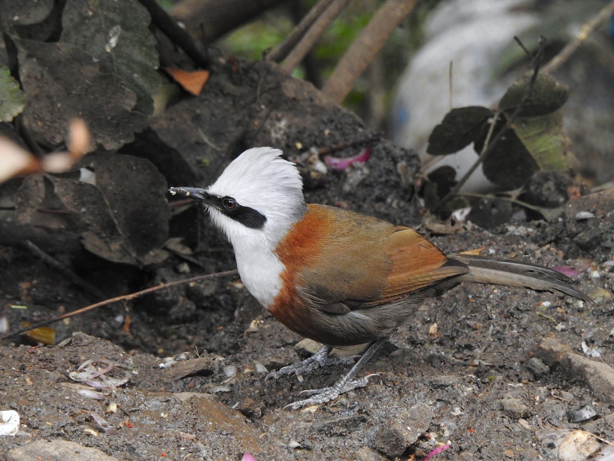 White-crested Laughingthrush - ML618487345