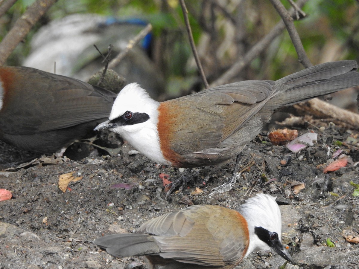 White-crested Laughingthrush - ML618487346