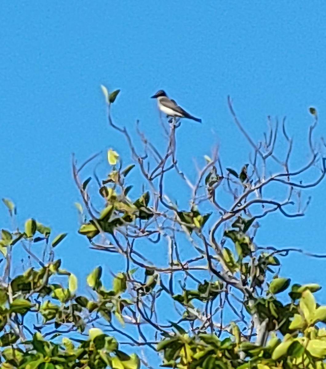 Gray Kingbird - ML618487366