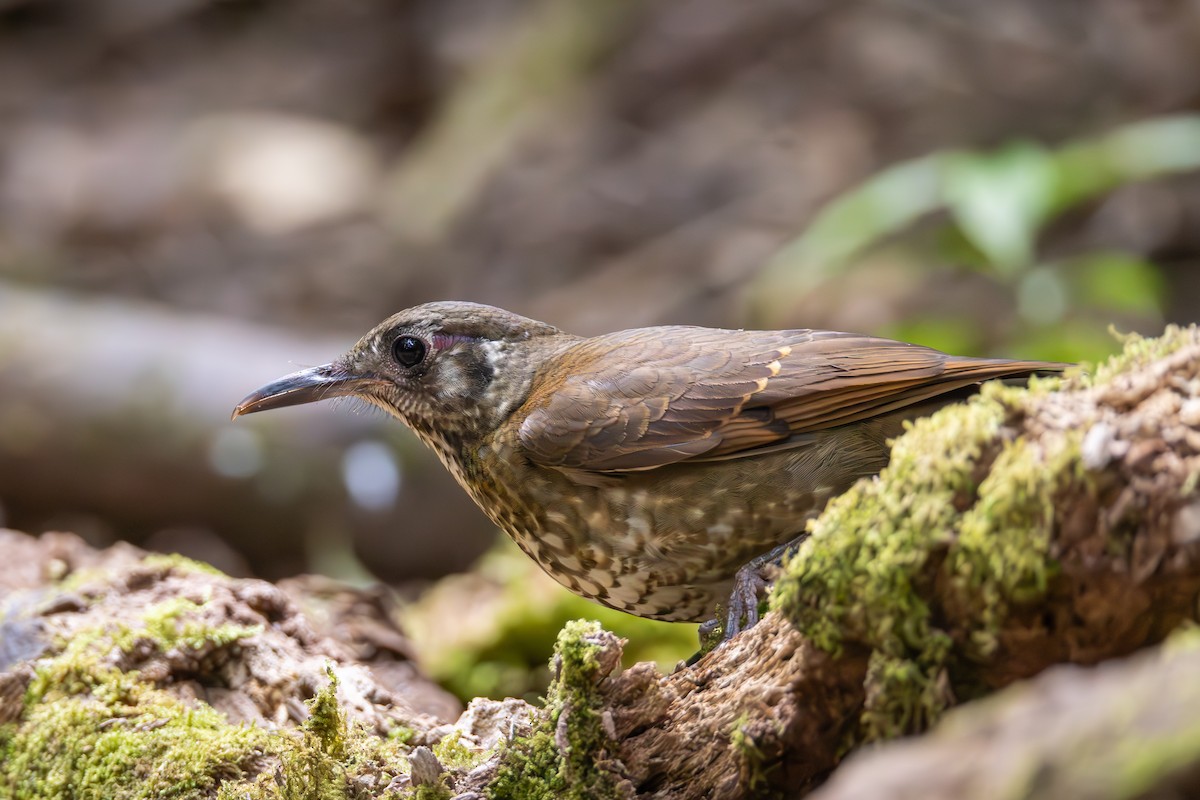 Dark-sided Thrush - ML618487368