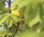 Blue-winged Warbler - Ed M. Brogie