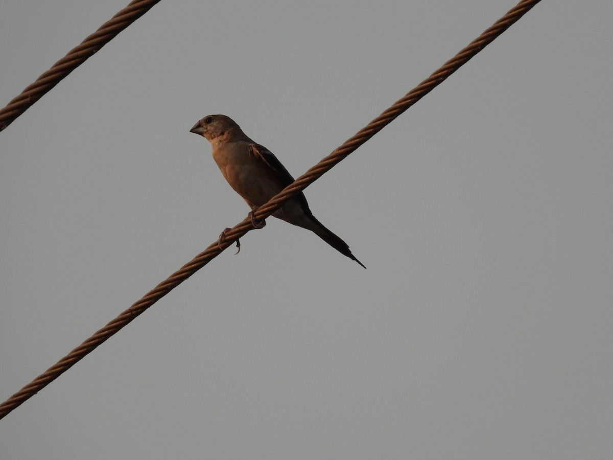 Indian Silverbill - ML618487403