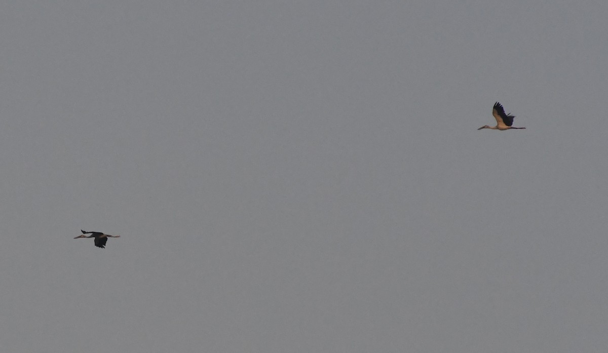 Asian Openbill - ML618487420