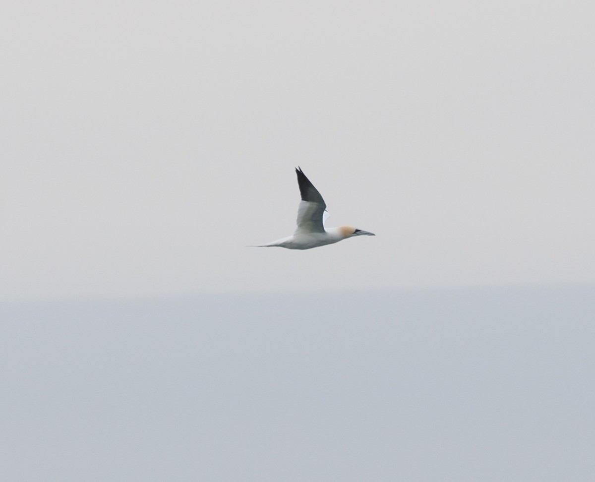 Northern Gannet - Simon  Allen