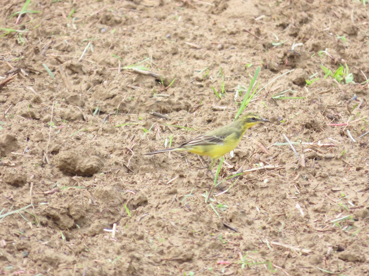 Eastern Yellow Wagtail (Green-headed) - ML618487470
