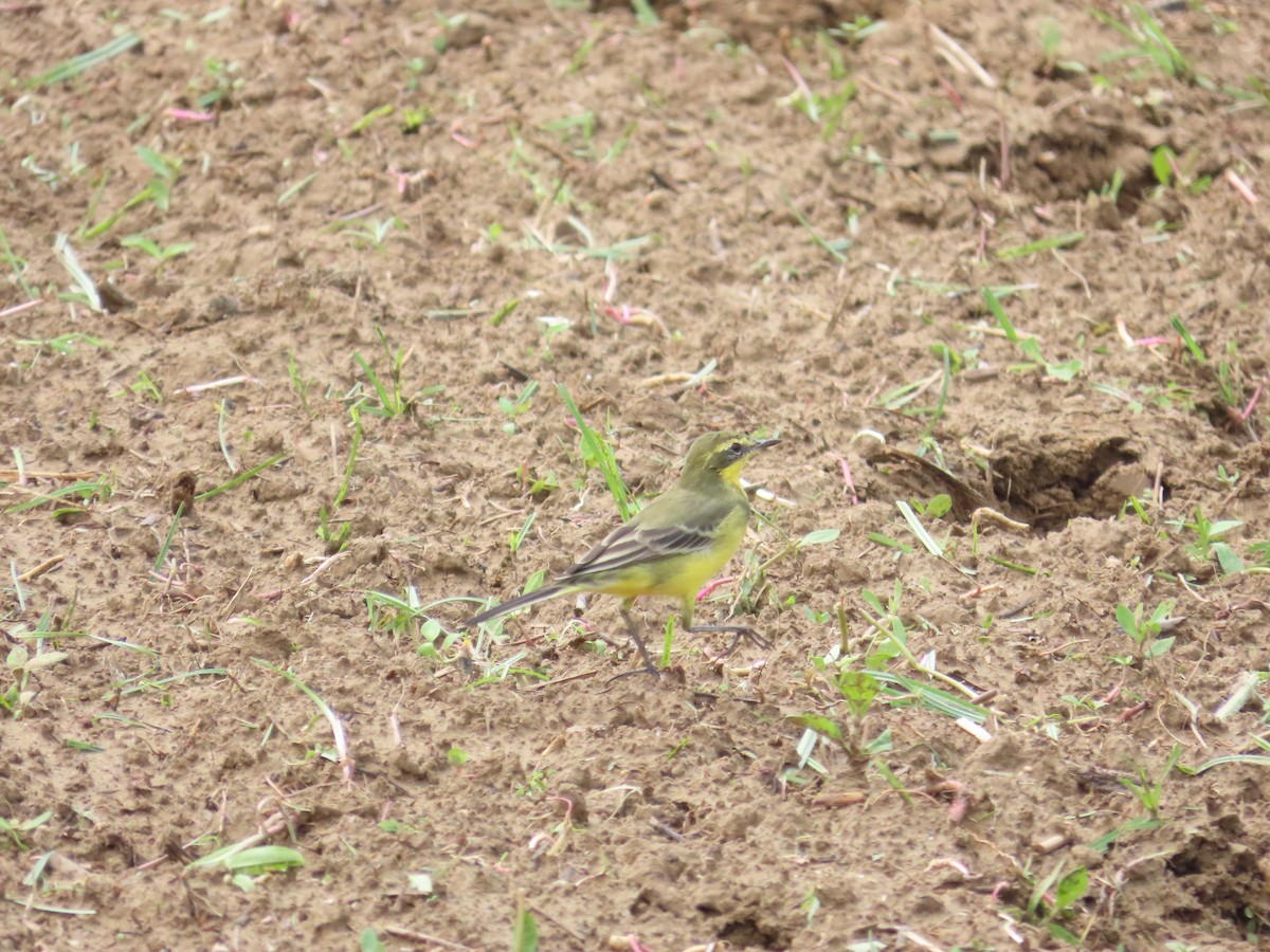 Eastern Yellow Wagtail (Green-headed) - ML618487471