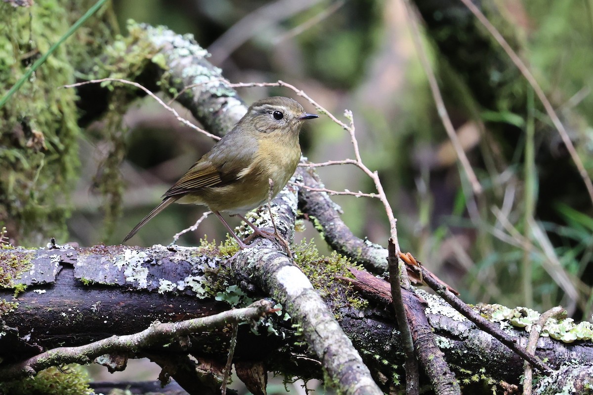 White-browed Bush-Robin (Taiwan) - ML618487493