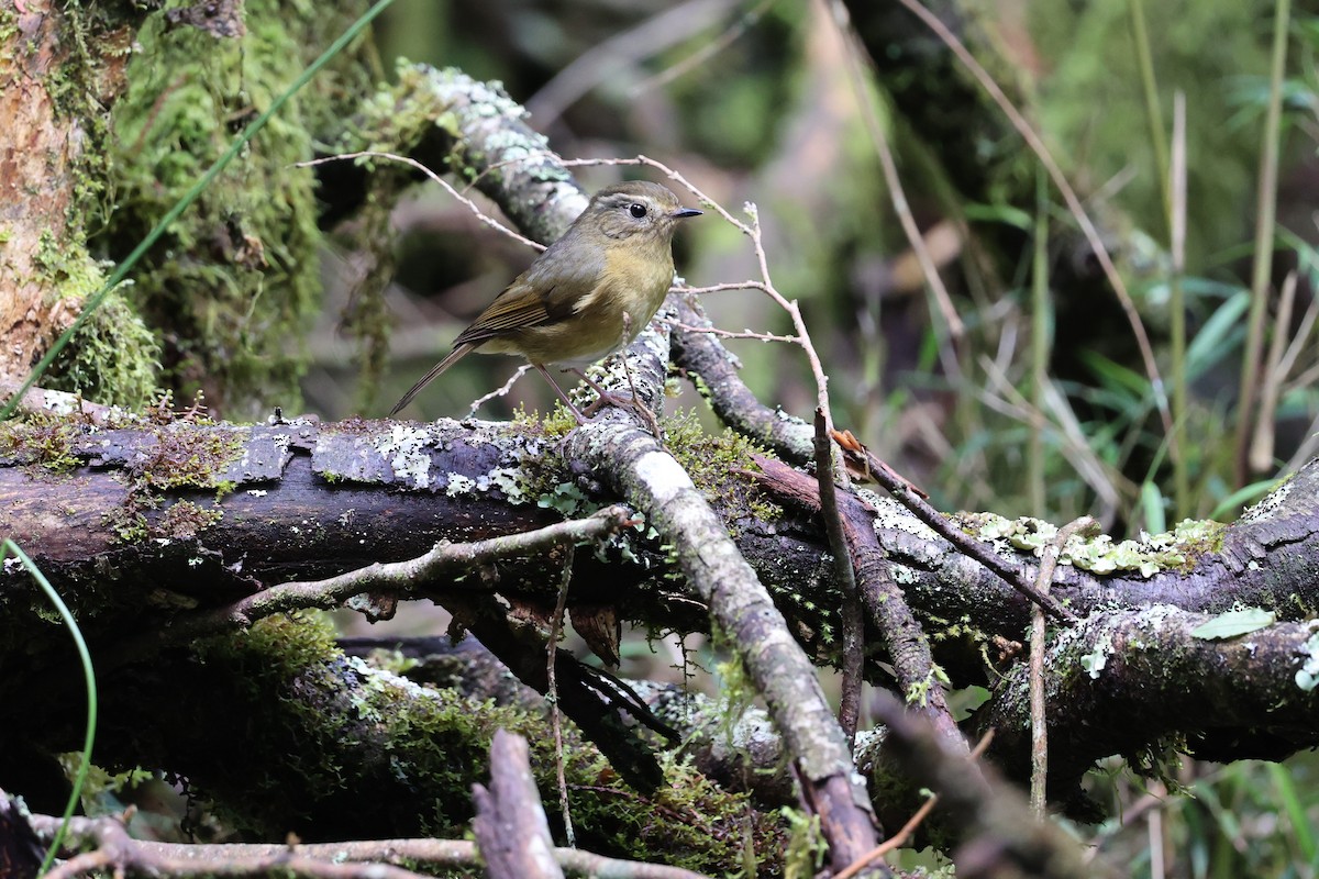 White-browed Bush-Robin (Taiwan) - ML618487494