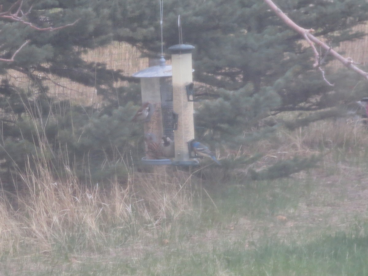 Lazuli Bunting - Dargan Jaeger