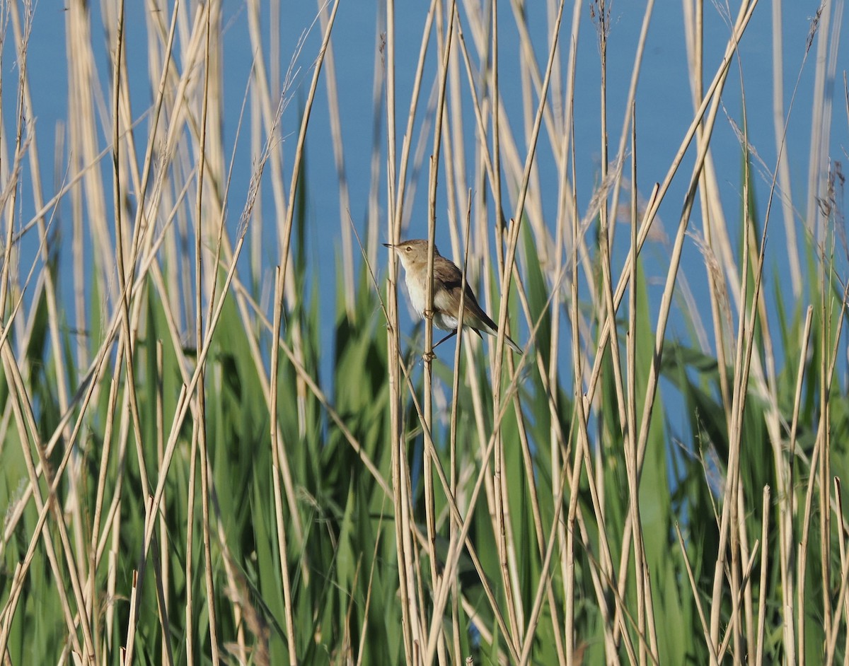 Common Reed Warbler - Simon  Allen