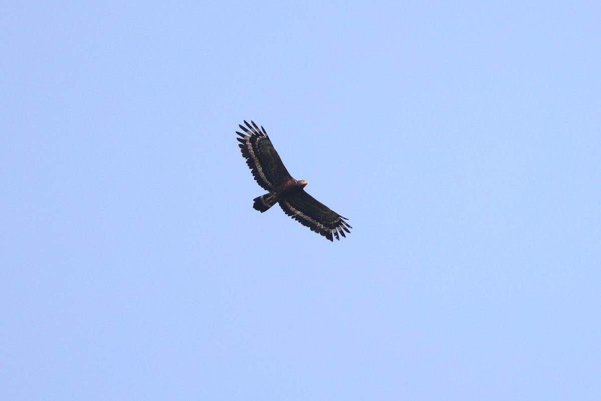 Crested Serpent-Eagle (Crested) - ML618487545