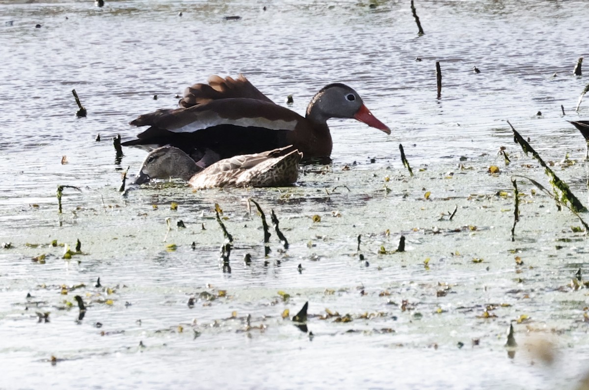 Black-bellied Whistling-Duck - ML618487551