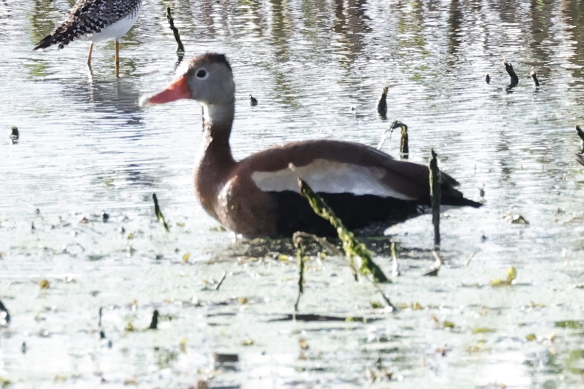 Black-bellied Whistling-Duck - ML618487553