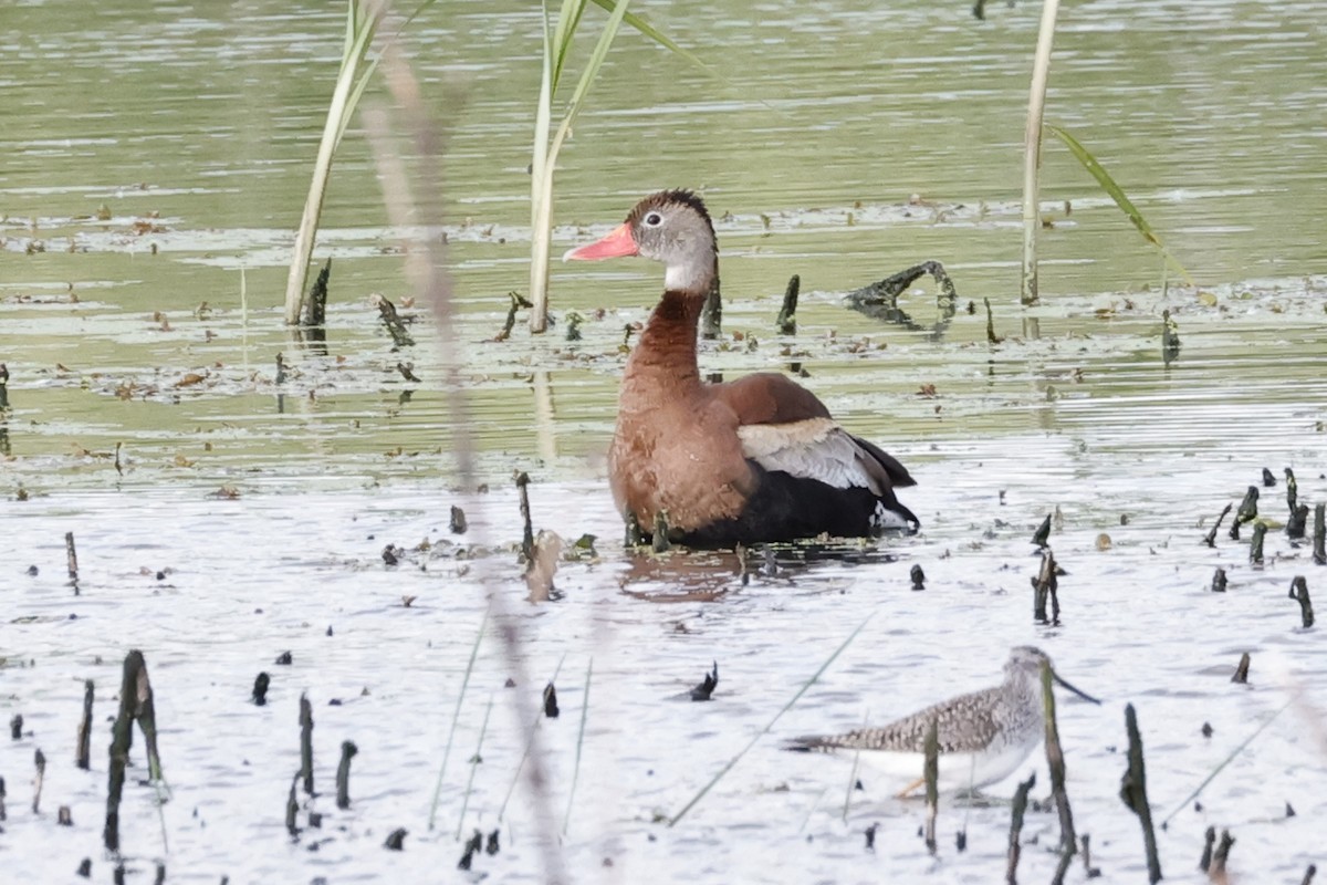 Black-bellied Whistling-Duck - Carol Weston