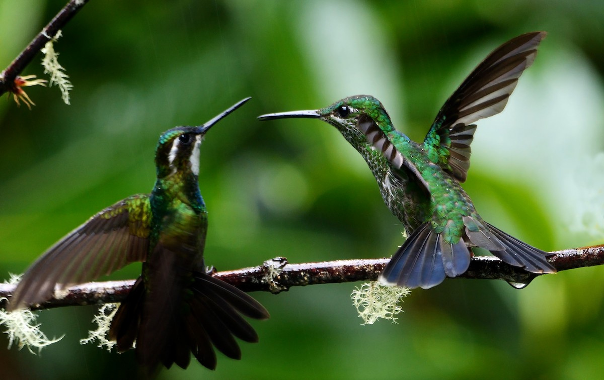 Green-crowned Brilliant - Josep del Hoyo