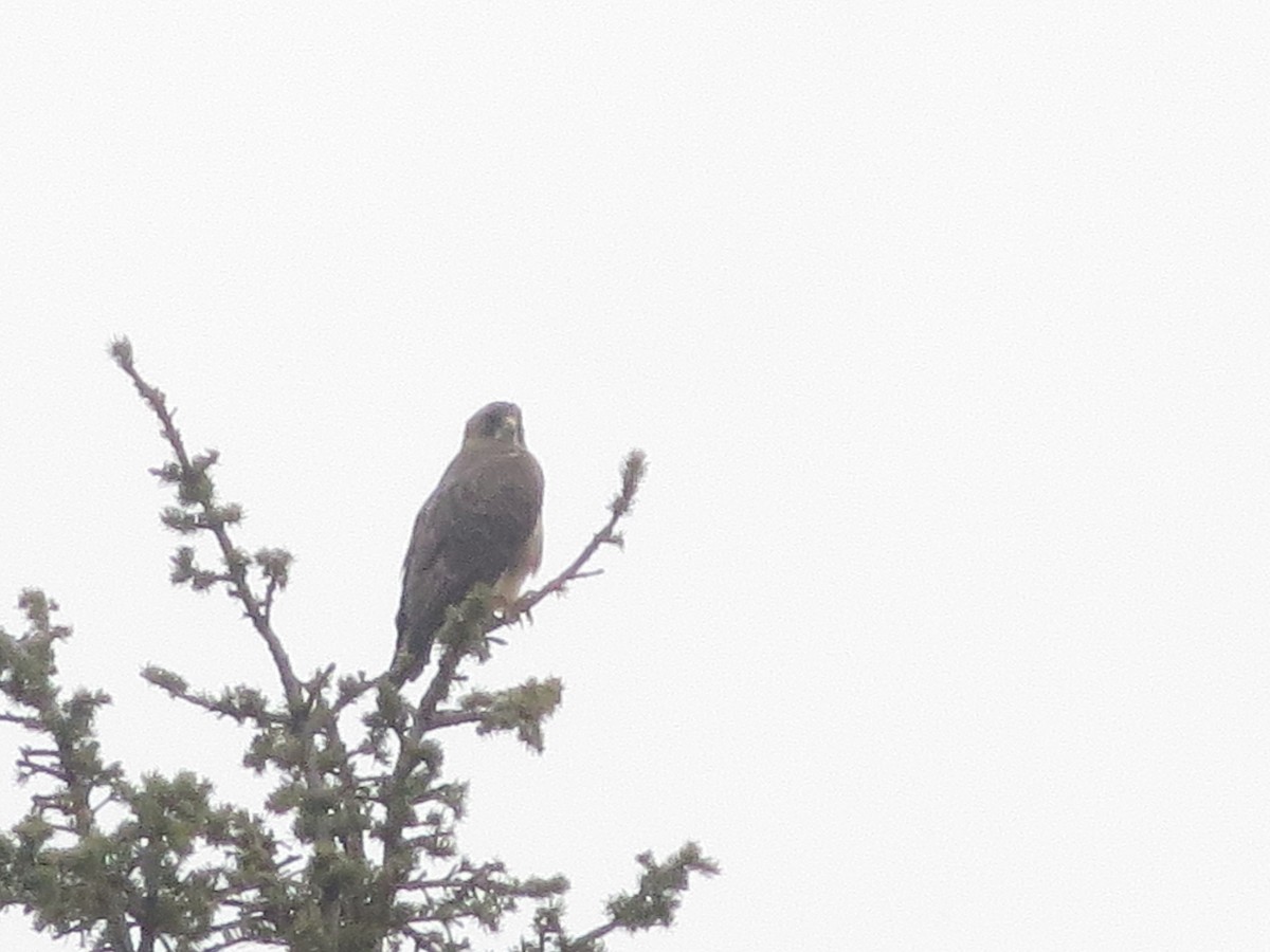 Swainson's Hawk - Dargan Jaeger