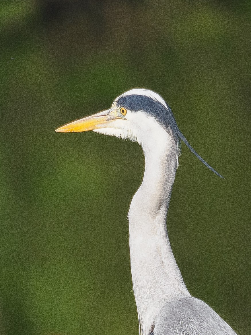 Gray Heron - Richard Smart