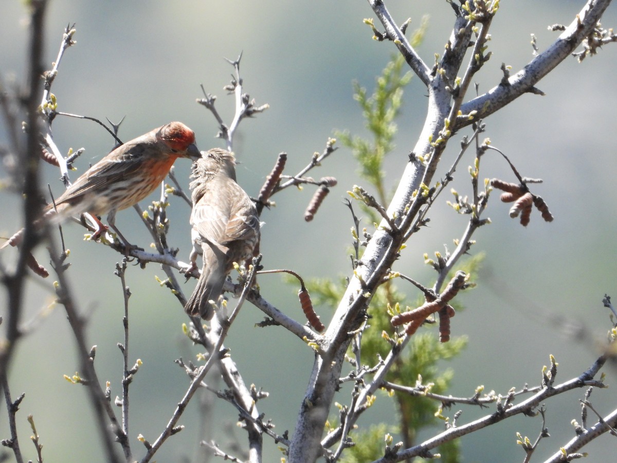 House Finch - ML618487612