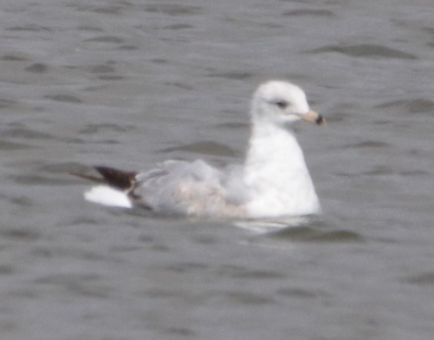 Ring-billed Gull - Barry Spolter