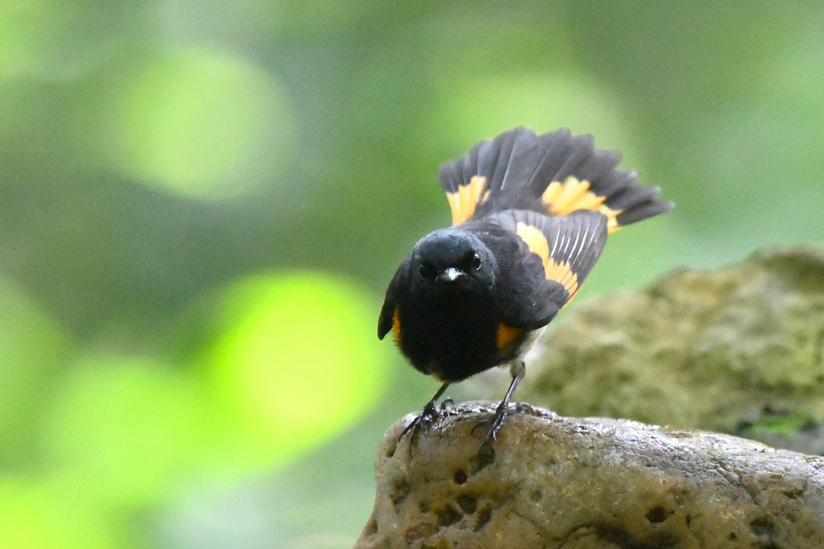 American Redstart - ML618487645