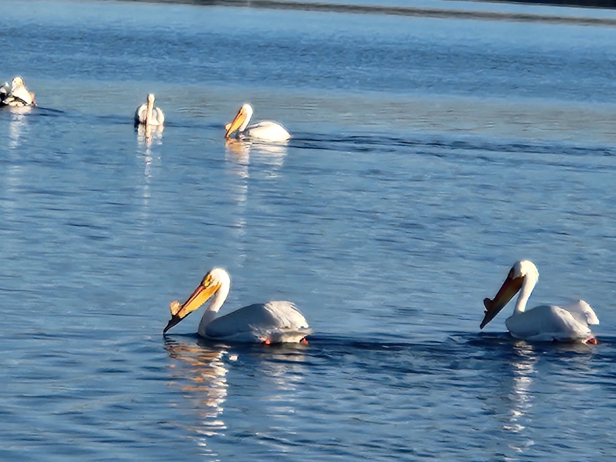 American White Pelican - ML618487656