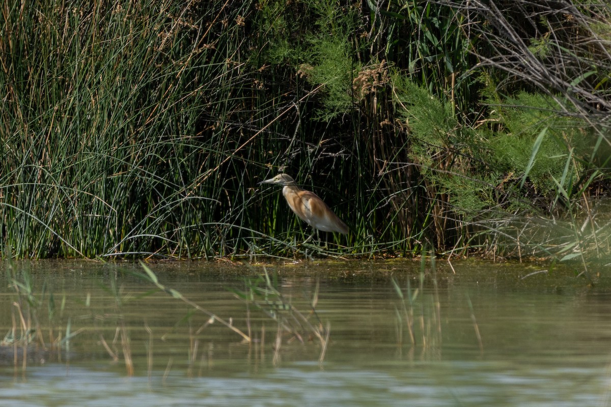 Squacco Heron - Sara Molina